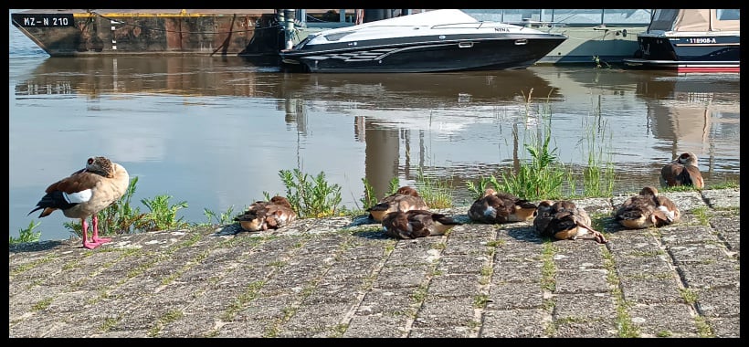 Les bords du Rhin