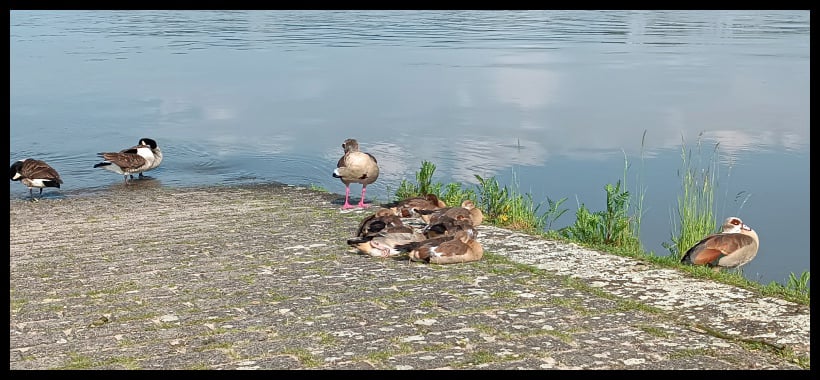 Les bords du Rhin